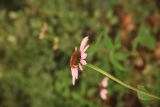 Echinacea purpurea RCP7-2020 (132).JPG
